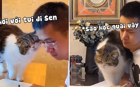 Chú mèo nhõng nhẽo suốt ngày đòi sen nựng