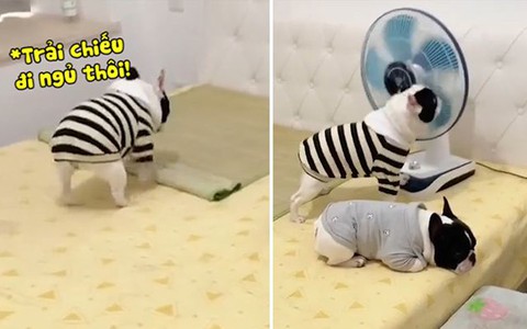 Chú chó biết trải chiếu bật quạt đi ngủ