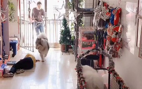 Chú chó ngưng tập thể dục chạy đi gọi người cứu cô gái bị ngất xỉu