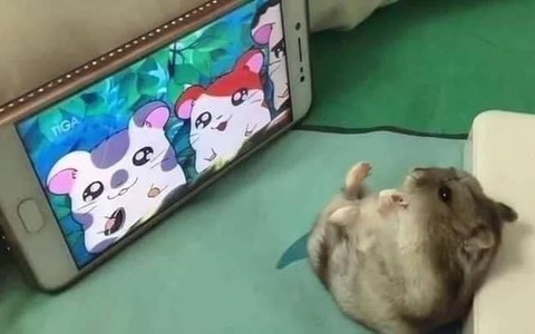 Ảnh vui 25/4: 'Người trong bao' phiên bản văn học và đời thực