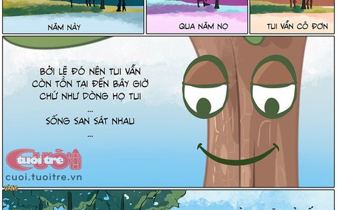 Lên Đà Lạt nghe cây thông cô đơn tâm sự