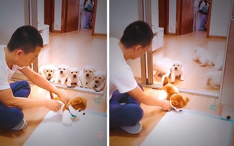 Bầy chó con sợ 'xanh mặt' khi chủ dạy đi tè đúng cách