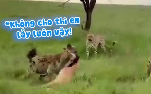 Linh cẩu lì lợm lao vào giữa đàn báo đốm cướp đồ ăn