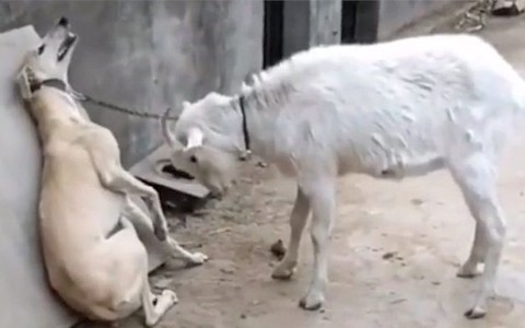 Dê dùng 'thiết đầu công' đánh chú chó