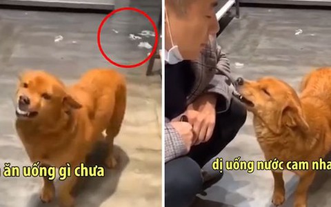 'Cậu Vàng' cười thảo mai, giả vờ hỏi han chủ để trốn tội