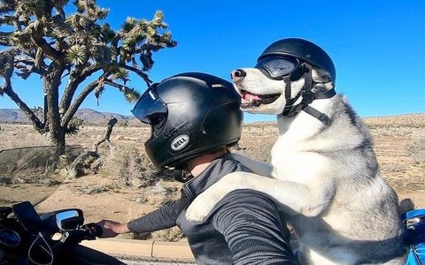 Chú chó husky cùng chủ 10 năm đi phượt khắp nước Mỹ