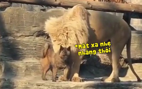 Sư tử cười thảo mai khi mát xa cho chú chó