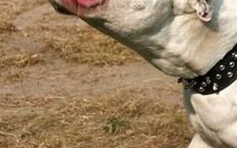 Làm sao để thoát khỏi chó dữ, nhất là pitbull?
