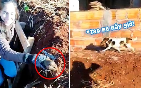 Chú chuột không thoát khỏi số phận