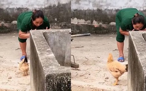 Mẹ vờ 'hóa đá' để rình bắt gà