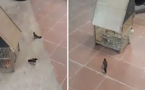 Chim chào mào nghe lời chủ đi vào chuồng răm rắp