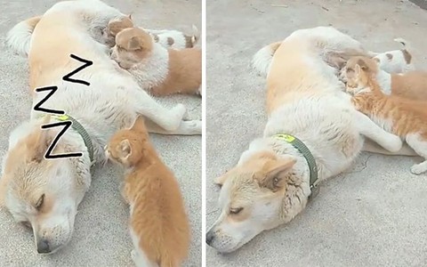 Mèo con nhân lúc chó mẹ ngủ, lén vào bú ké sữa