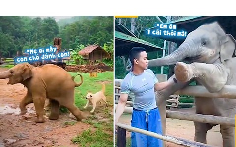 Những chú voi con lầy lội và hài hước nhất hành tinh