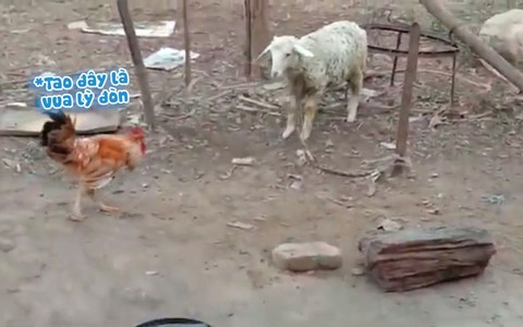 Cừu dùng thiết đầu công đánh gà trống
