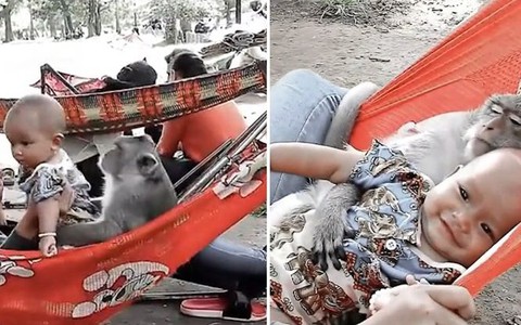 Em bé cười toe toét khi được 'bảo mẫu' khỉ ôm