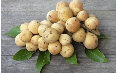 Bòn bon, không biết cách ăn, hại đủ đường