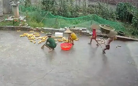 4 đứa trẻ ở nhà dọn ngô chạy trời mưa giúp ông bà