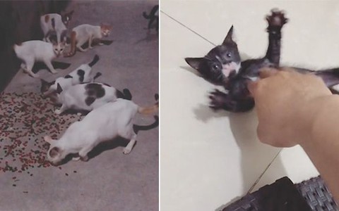 Chàng trai đem lại niềm vui mỗi đêm cho đàn mèo hoang