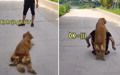 'Cậu Vàng' lươn lẹo để được chủ cõng