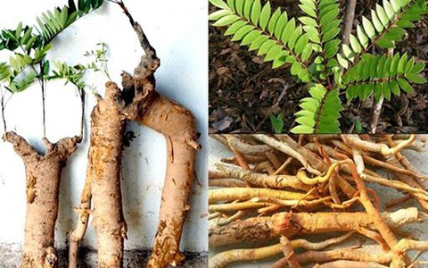 Thực hư cây Mật nhân chữa bệnh thần diệu ra sao?