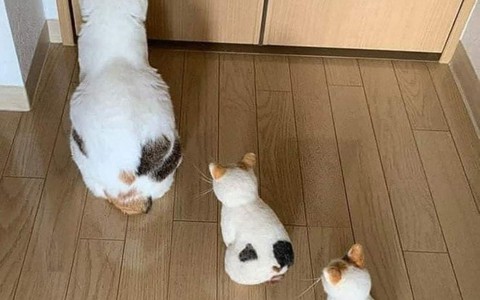 Ảnh vui 16/7: Ai hành lá, ớt trái, trứng gà... tặng phát cưới luôn!