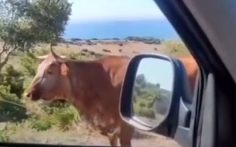 Tài xế ôtô lầy lội hỏi chú bò chỉ đường đi Cần Thơ'