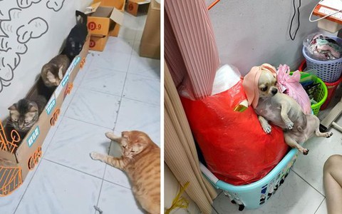 Ảnh vui 17/7: Ở nhà tránh dịch, chó mèo đua nhau 'tới công chuyện'
