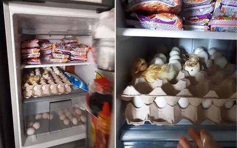 Gia chủ 'đứng hình' khi rau củ trổ rễ mọc mầm, trứng vịt nở tét lét