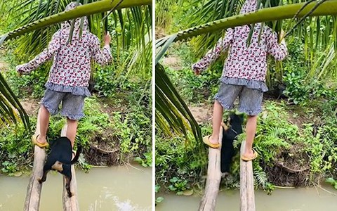 Chú chó qua cầu trượt chân rớt xuống ao