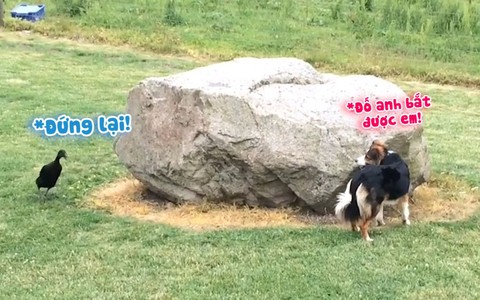 Chó và vịt chơi trốn tìm rượt bắt siêu lầy lội