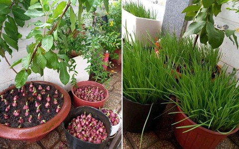Dân mạng khoe 'vườn' hành củ xanh um, một lý do ai cũng thấy đúng