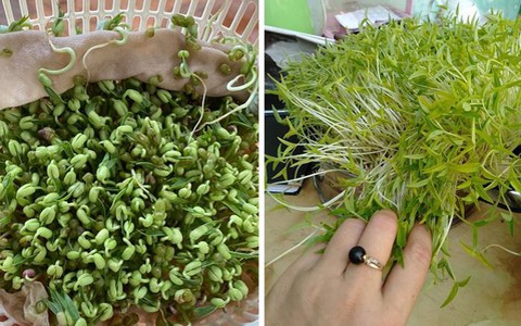 Cô gái khoe rổ giá đỗ xanh um như tàu lá chuối
