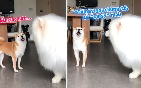 Hai chú chó thi nhau hát khi chủ đánh đàn