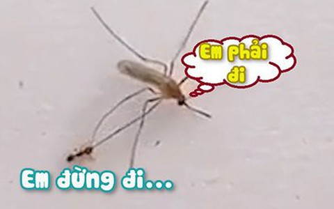 Kiến cắn chân níu kéo không cho muỗi bay