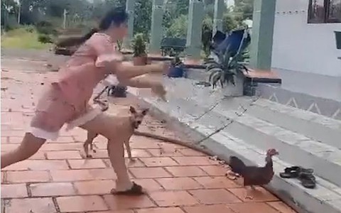 Cô gái bắt gà trong một nốt nhạc