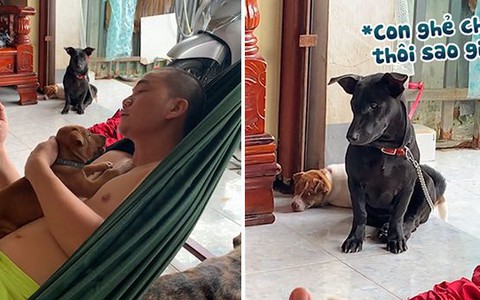 Hai chú chó buồn rầu ghen tị khi thấy chủ vuốt ve cún cưng