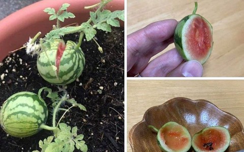Vua Còm 1/9: Tá hỏa vườn dưa mùa dịch, được mấy trái to cỡ lóng tay