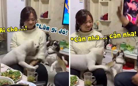 Hai chú chó 'dằn mặt' chàng trai giơ tay định đánh cô chủ