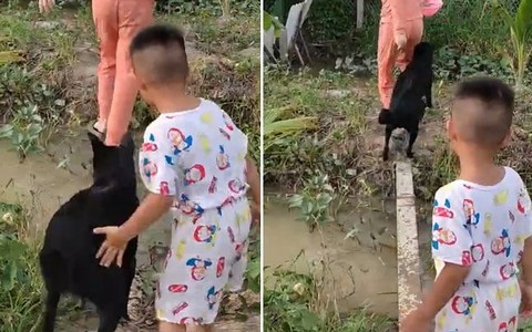 Chú chó ba chân bốn cẳng chạy qua cầu khi bị cậu chủ tét mông