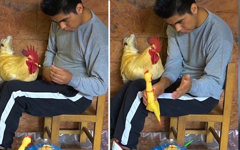 Gà trống ăn răm rắp khi thấy Sen lấy hình nộm ra đánh