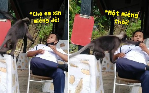 Anh bảo vệ bị khỉ cướp bánh quy