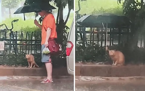 Chàng trai nhường ô cho bé mèo đứng dưới trời mưa