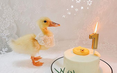 Chú vịt nổi tiếng nhất MXH được tổ chức tiệc đầy tháng tưng bừng