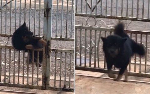 Cô chủ bất ngờ trước cách 'đào tẩu' trốn đi chơi của chó cưng