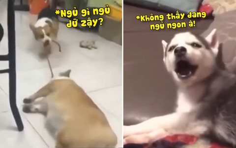 Những chú chó lười biếng và hài hước nhất hành tinh