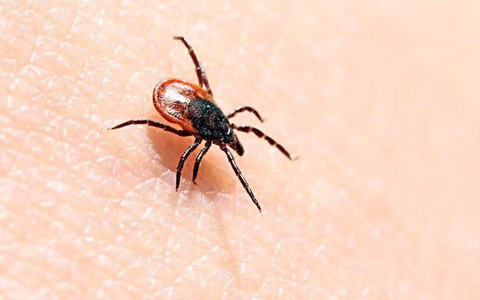 Nhật Bản phát hiện virus gây bệnh mới do bọ ve gây ra