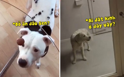 Những chú chó ngốc nghếch bị chiếc gương đánh lừa