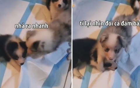 Chó con suýt làm cả đám bị nhịn đói vì không hiểu ý cô chủ