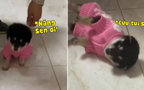 Chó con liên tục ngã lăn ra đất khi được mặc áo mới