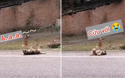 Chú chó vờ bị xe máy tông để bạn tình chú ý nhưng bất thành